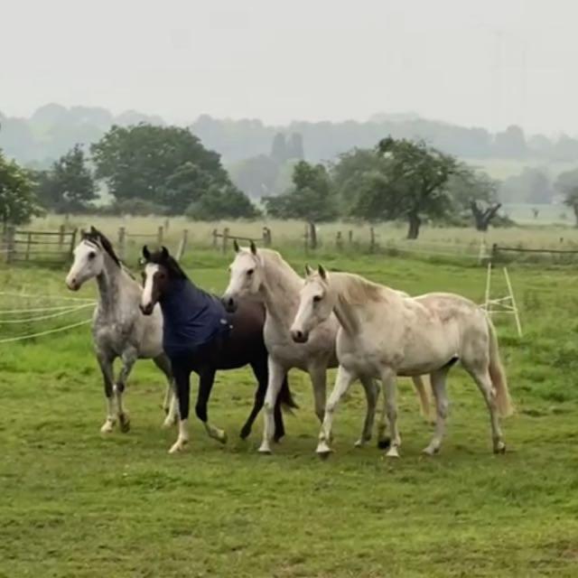 Gaestehaus White Horse Diedersen Coppenbrügge エクステリア 写真